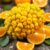 Ugli fruit – zdrowe właściwości i zastosowanie w kuchni