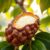 Sapodilla – wartości odżywcze, właściwości zdrowotne i zastosowania