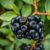 Aronia – zdrowotne właściwości, zastosowanie i sposób spożycia