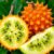 Melon rogaty – właściwości, zastosowanie i wpływ na zdrowie